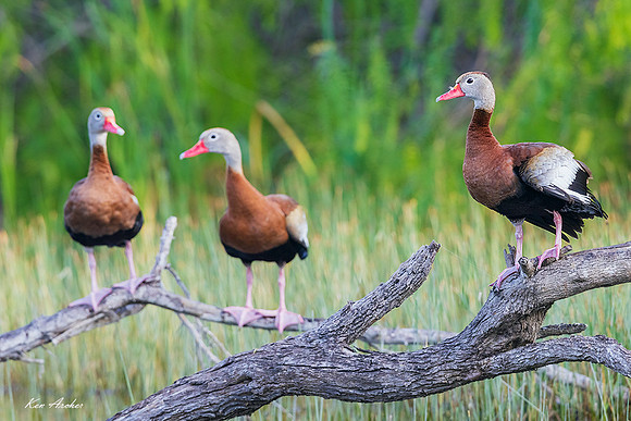TXWD00218 - Black-bellied Whistling Duck