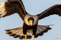TXCC00480 - Crested Caracara