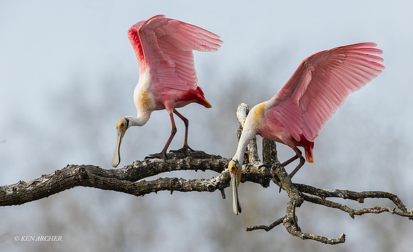 TXRS00029 _ Roseate Spoonbill
