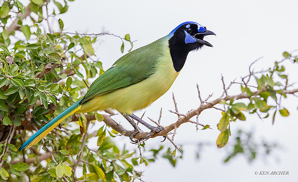 TXGJ00120 - Green Jay