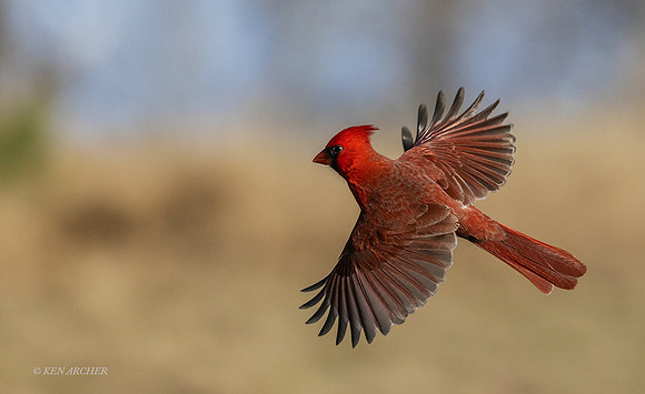 TXNC00729 - Northern Cardinal