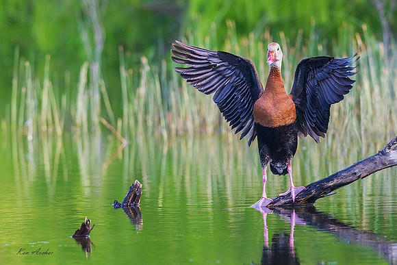 TXWD00322 - Black-bellied Whistling Duck