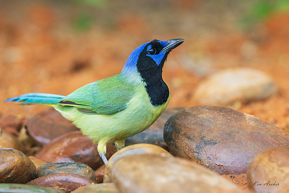 TXGJ00300 - Green Jay