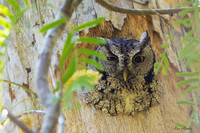TXSO00029 - Eastern Screech Owl