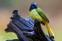 TXGJ00092 - Green Jay