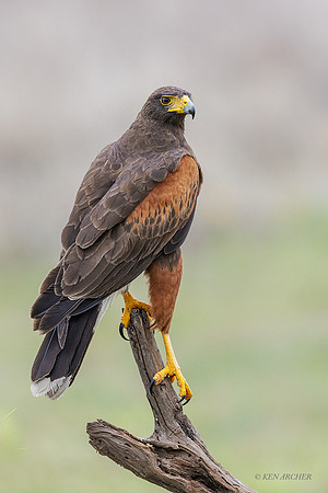 TXHH00071 - Harris's Hawk