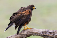 TXHH00123 - Harris Hawk