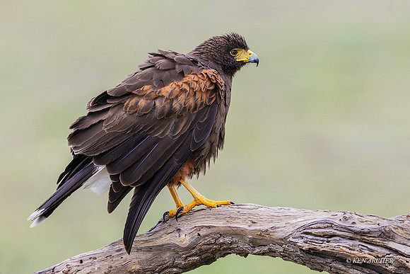 TXHH00123 - Harris Hawk
