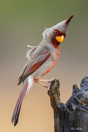 TXPY00089 - Pyrrhuloxia