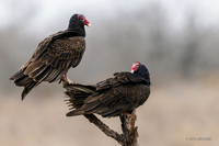 TXTV00034 - Turkey Vulture