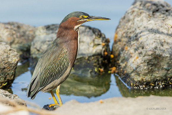 TXGH00004 - Green Heron