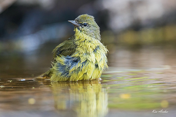TXOW00011 - Orange-crowned Warbler