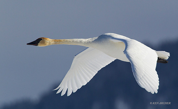 TWSW00685 - Trumpeter Swans