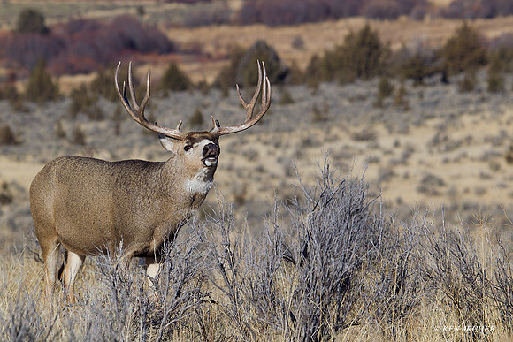 MLDR01355 Mule Deer