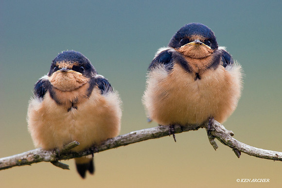 Barn Swallow
