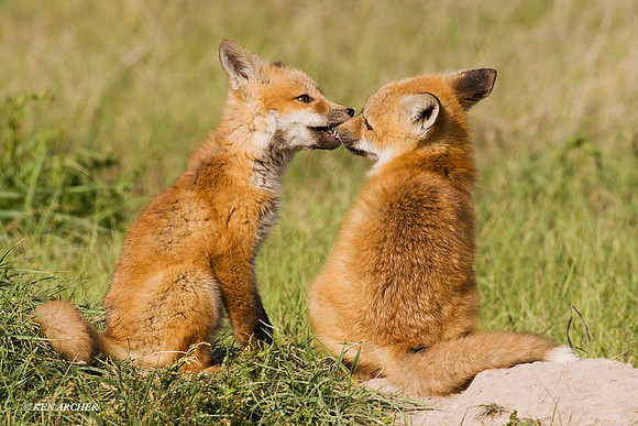 Red Fox Kit