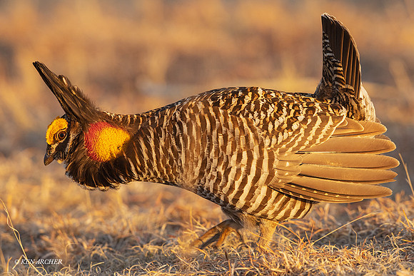 GRPC02394 - Greater Prairie Chicken