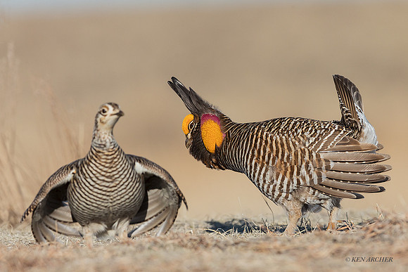GRPC00045 - Greater Prairie Chickens