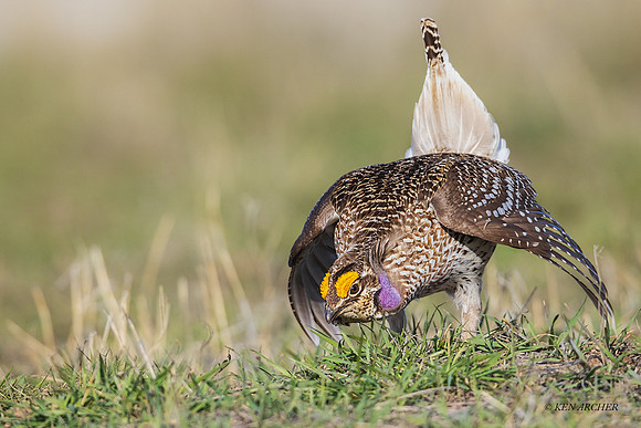 STGR02222 - Sharp-tailed Grouse