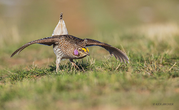 STGR02108 - Sharp-tailed Grouse