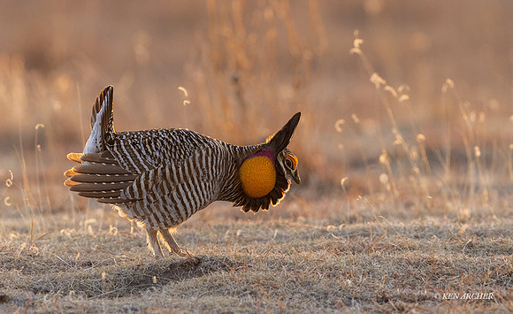 GRPC02292 - Greater Prairie Chicken