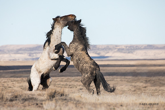 WHSB00012 - Wild Horse, Sand Wash Basin