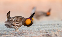 GRPC00027 - Greater Prairie Chickens
