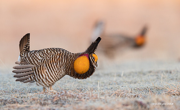GRPC00027 - Greater Prairie Chickens