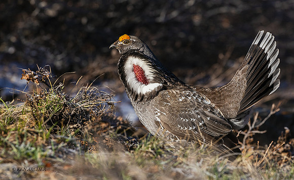 DYGC00632 - Dusky Grouse