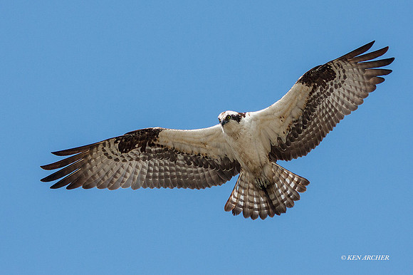 OY00445 - Osprey