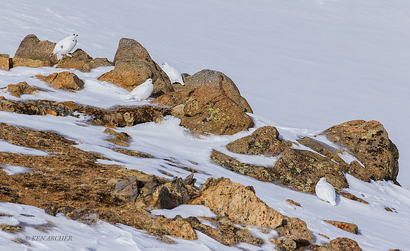 WTPM00262 - White-tailed Ptarmigan
