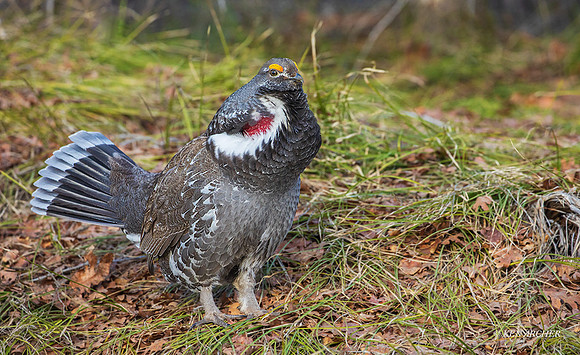 DYGC00723 - Dusky Grouse