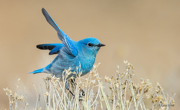 MNBD00515 - Mountain Bluebird