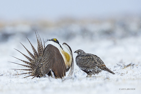 SGCO03896 - Greater Sage Grouse