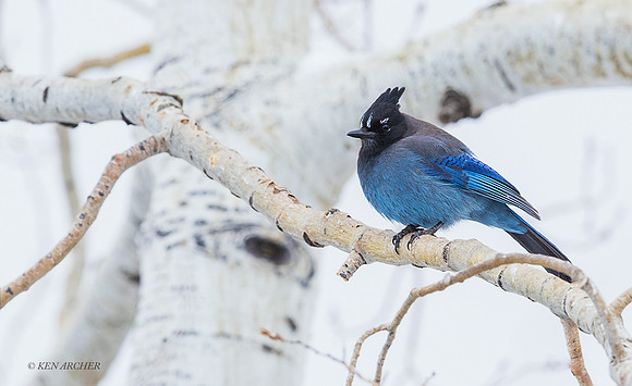 STJY00062 - Stellar's Jay