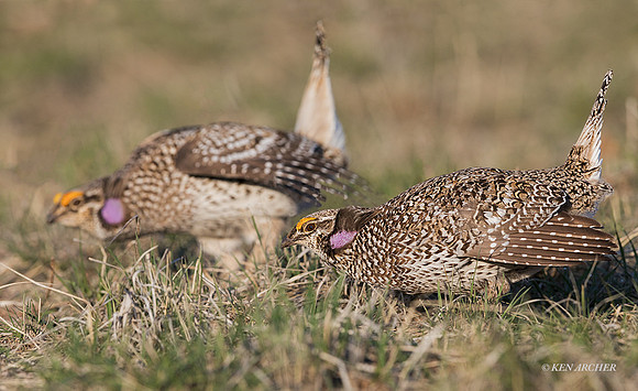STGR01095 -Sharp-tailed Grouse