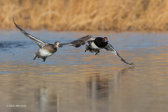 RH00335 - Redhead Duck
