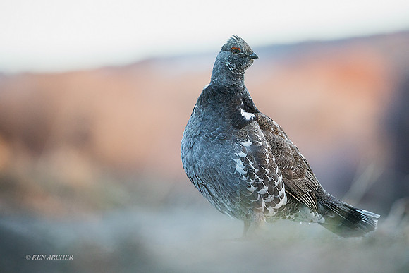 DYGC00027 - Dusky Grouse
