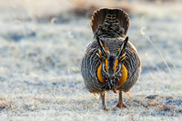 GRPC03997 - Greater Prairie Chicken