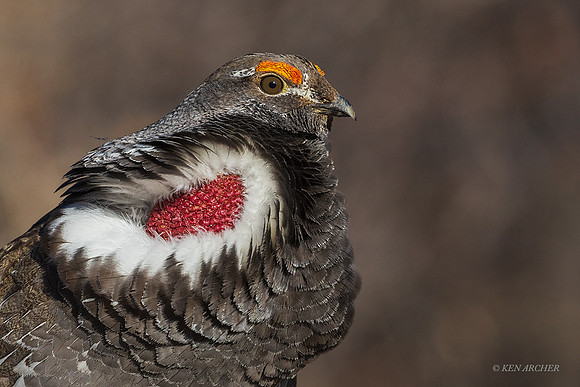 DYGC00766 - Dusky Grouse
