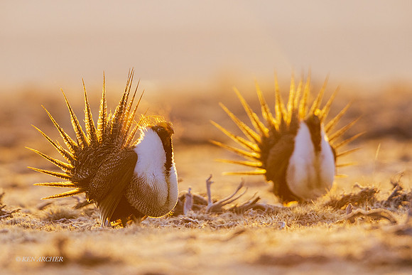 SGCO03146 - Greater Sage Grouse