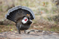 DYGC00007 - Dusky Grouse