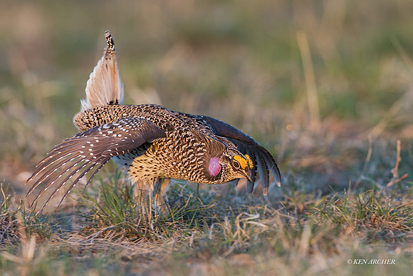 STGR01077 - Sharp-tailed Grouse