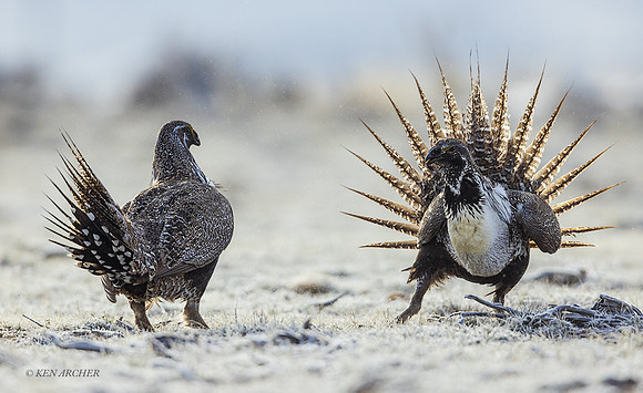SGCO03488 - Greater Sage Grouse