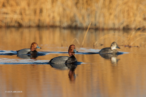 RH00332 - Redhead Duck