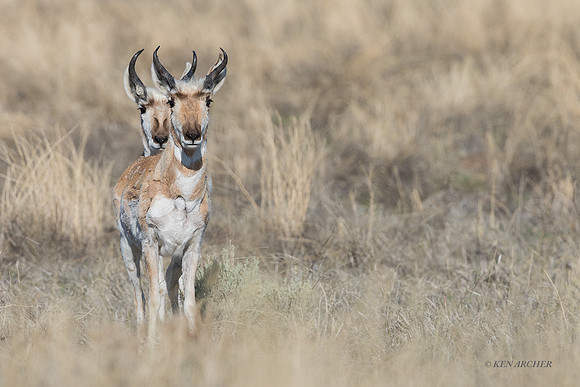 PACO00002 - Pronghorn Antelope