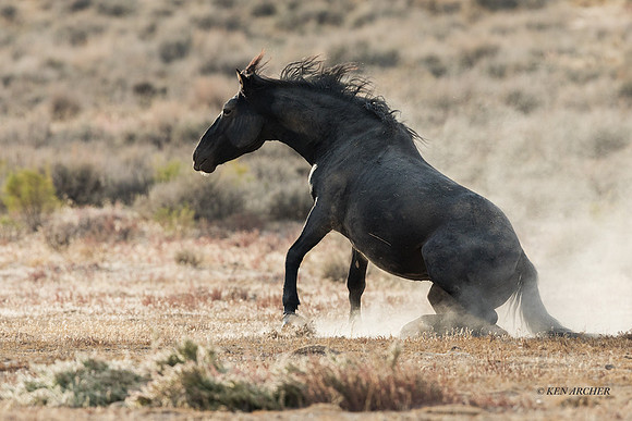 WHSB00012 - Wild Horses Sandwash Basin