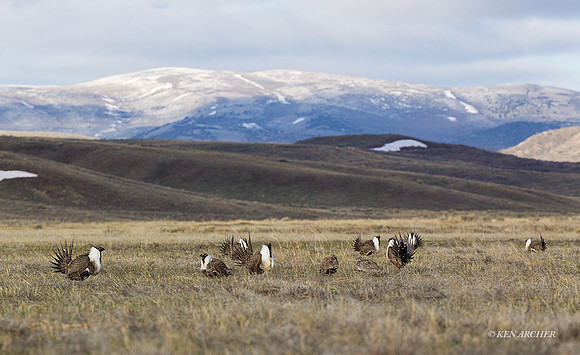 SGCO00056 - Greater Sage Grouse