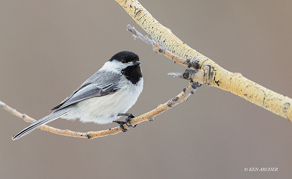 BCCE00120 - Black-capped Chickadee