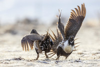 SGCO03486 - Greater Sage Grouse